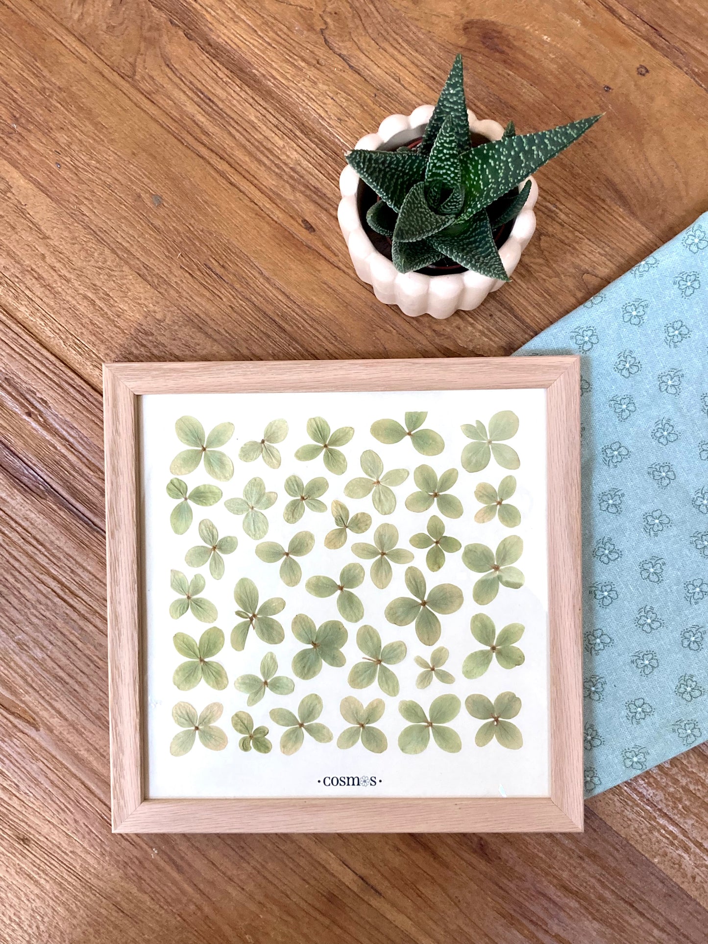 Herbier - hortensias vert