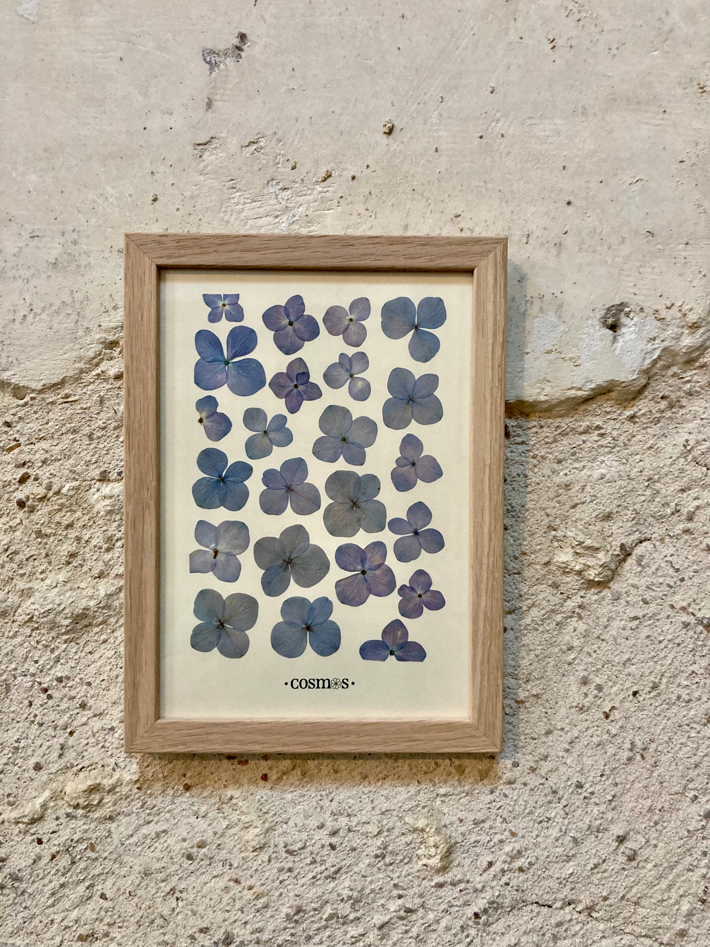Herbier - hortensias bleu