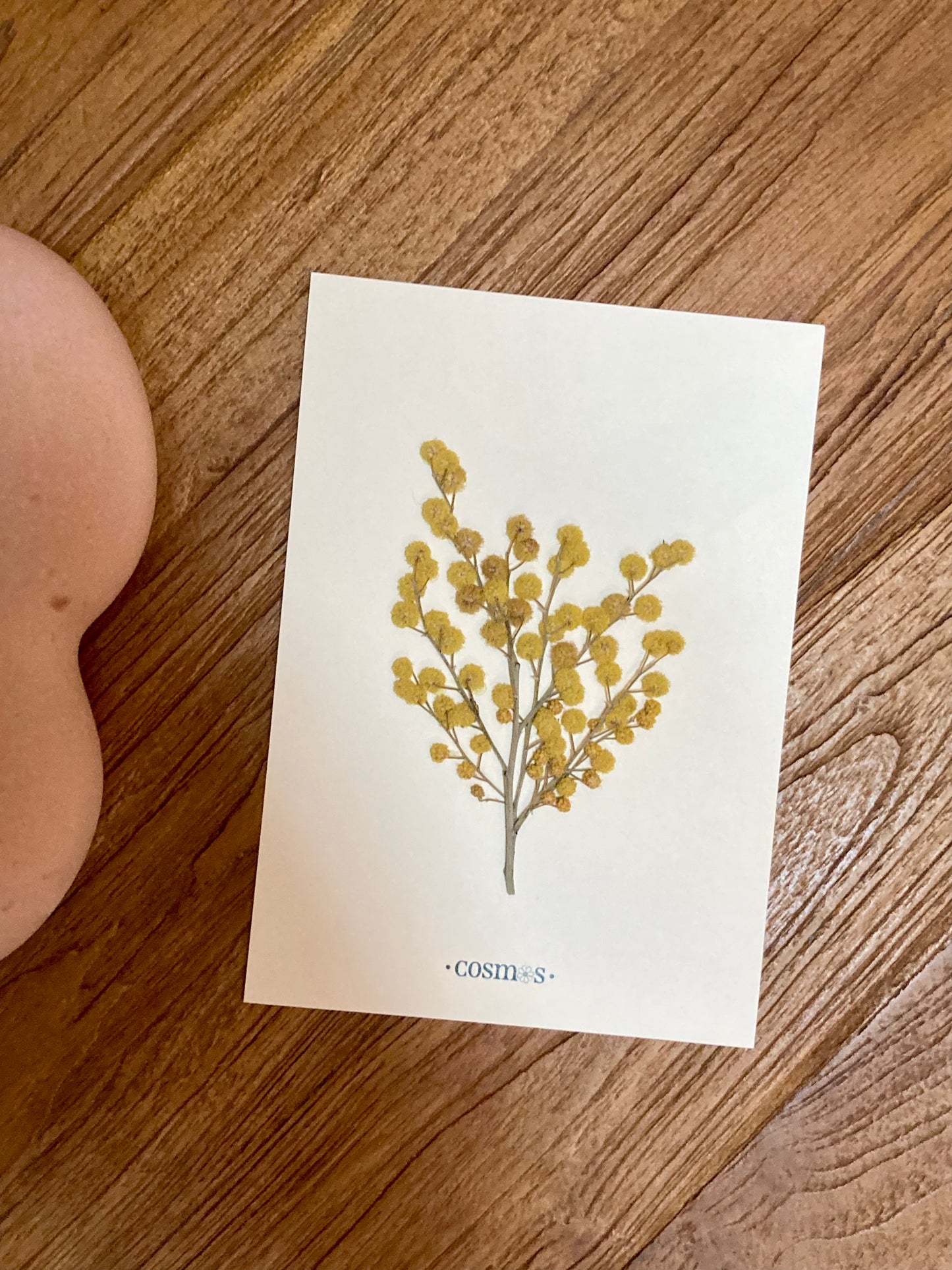 Mini-herbier - mimosa