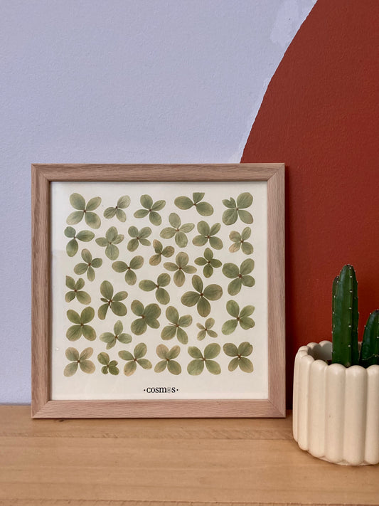 Herbier - hortensias vert