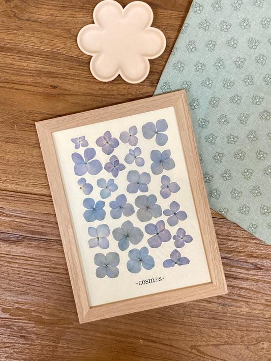 Herbier - hortensias bleu