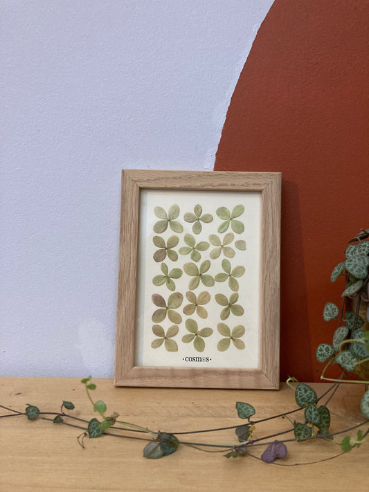 Mini-herbier - hortensia