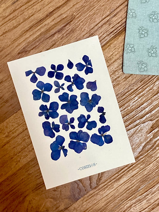 Mini-herbier - hortensia