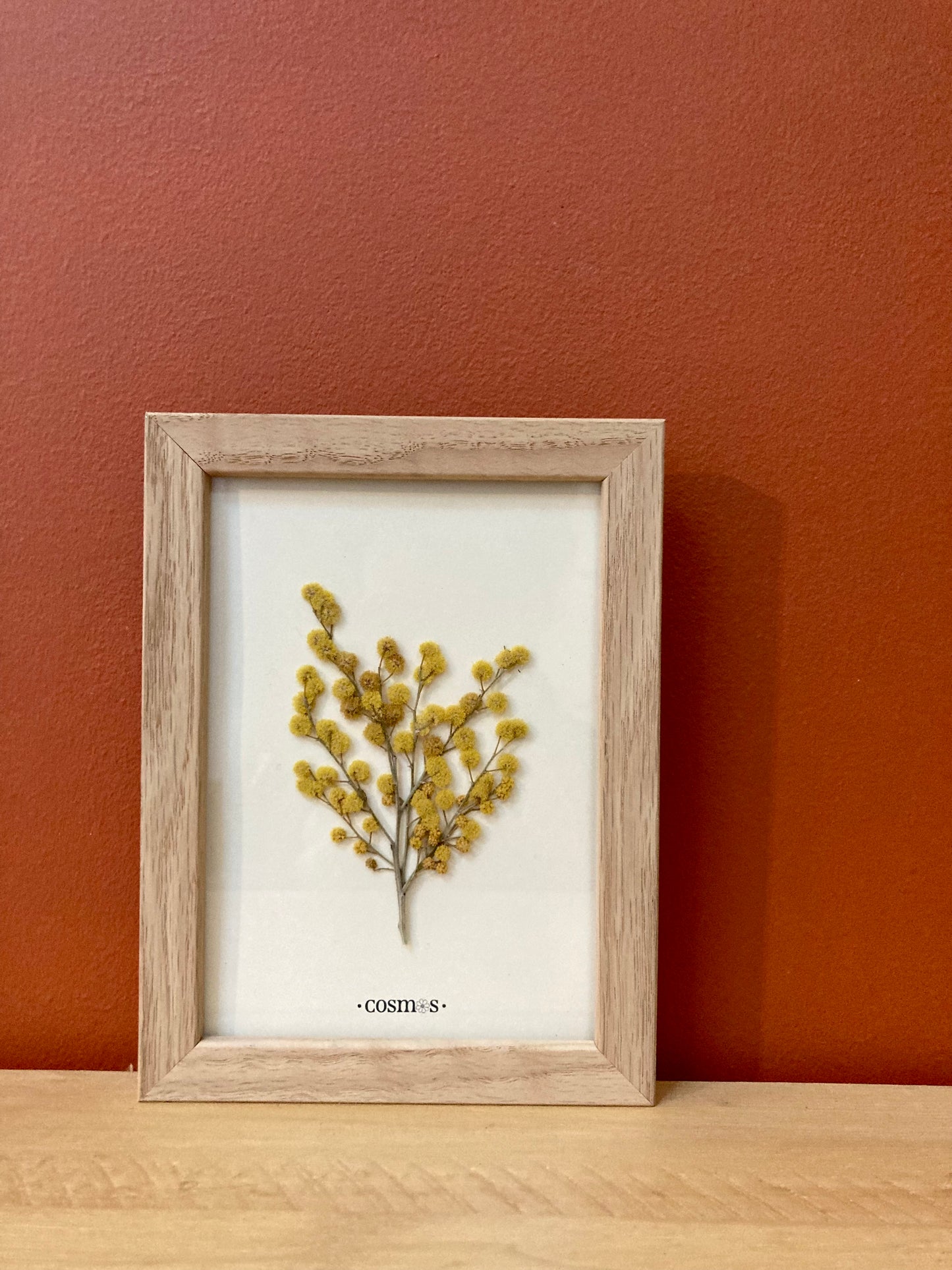 Mini-herbier - mimosa