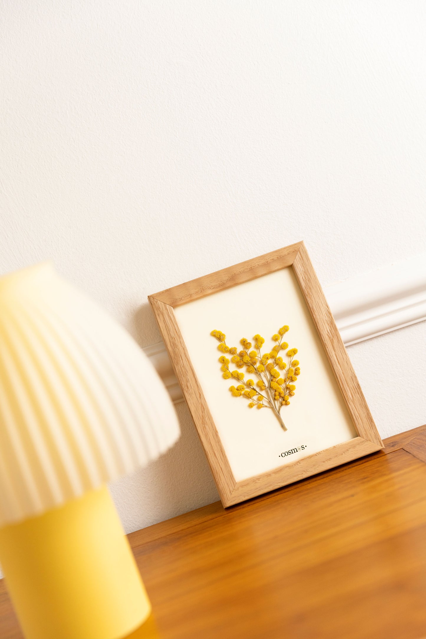 Mini-herbier - mimosa